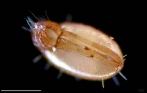 ヘソイレコダニ科(Euphthiracaridae)の1種