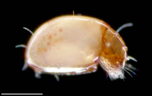 ヘソイレコダニ科(Euphthiracaridae)の1種