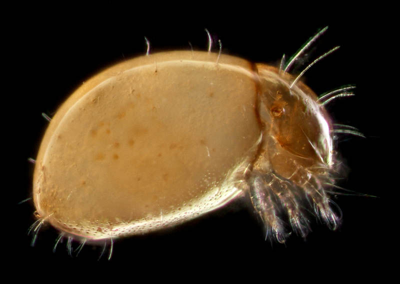 ヘソイレコダニ科(Euphthiracaridae)の1種