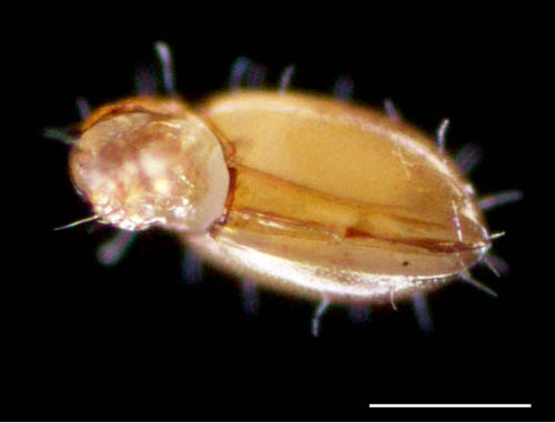 ヘソイレコダニ科(Euphthiracaridae)の1種