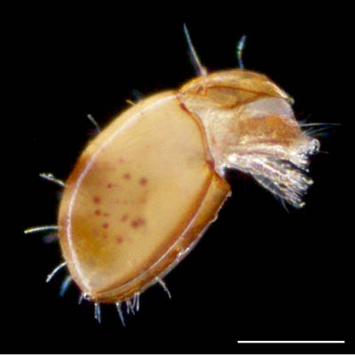 ヘソイレコダニ科(Euphthiracaridae)の1種