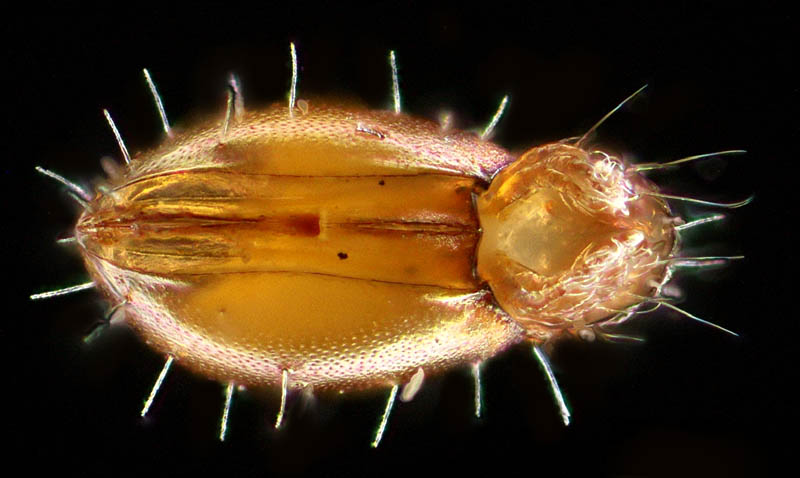 ヘソイレコダニ科(Euphthiracaridae)の1種