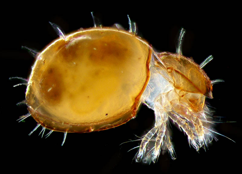 ヘソイレコダニ科(Euphthiracaridae)の1種