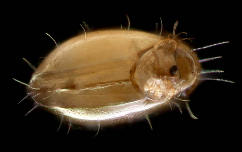 ヘソイレコダニ科(Euphthiracaridae)の1種