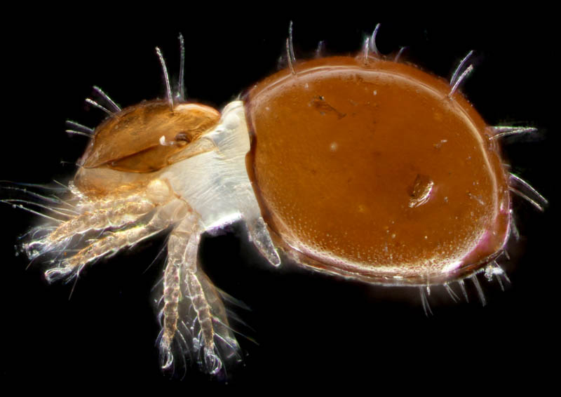 ヘソイレコダニ科(Euphthiracaridae)の1種