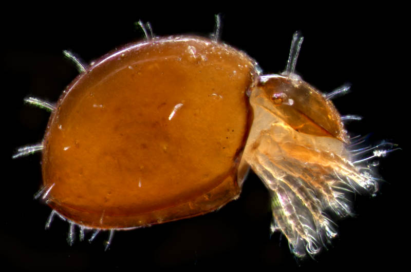 ヘソイレコダニ科(Euphthiracaridae)の1種