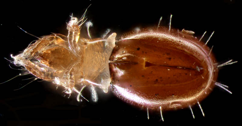 ヘソイレコダニ科(Euphthiracaridae)の1種