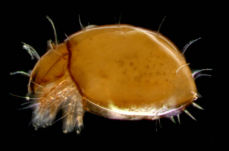 ヘソイレコダニ科(Euphthiracaridae)の1種