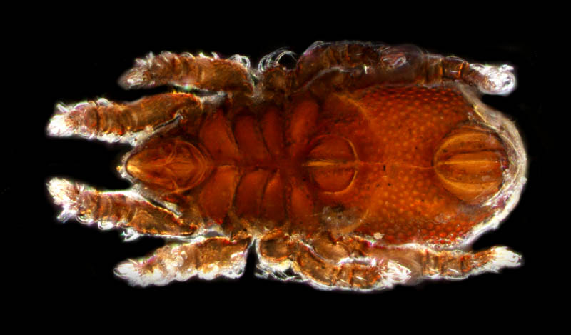 ツキノワダニ属の1種 （Nanhermannia sp.）