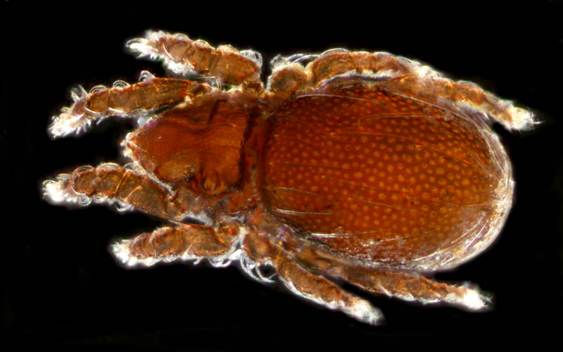 ツキノワダニ属の1種 （Nanhermannia sp.）