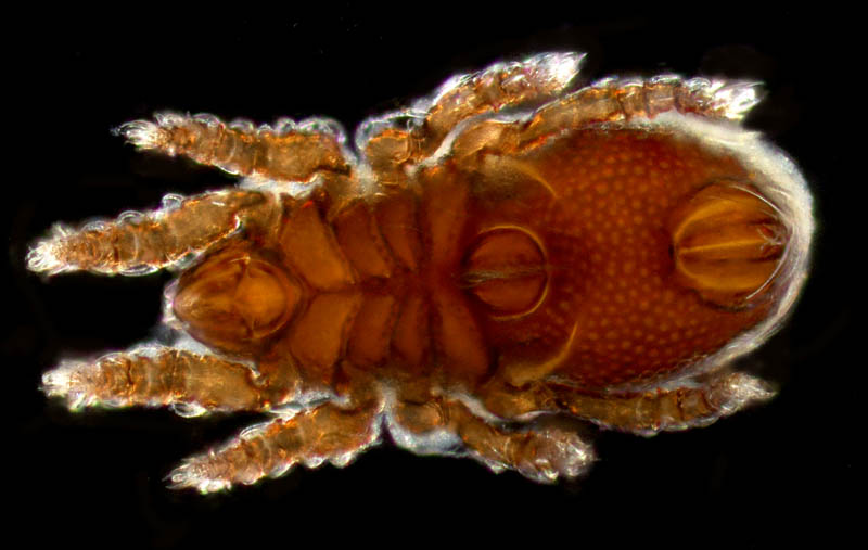 ツキノワダニ属の1種 （Nanhermannia sp.）