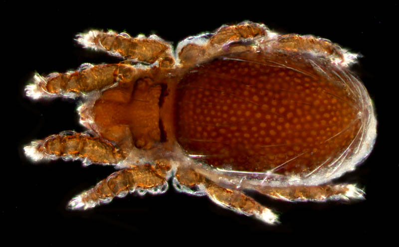 ツキノワダニ属の1種 （Nanhermannia sp.）