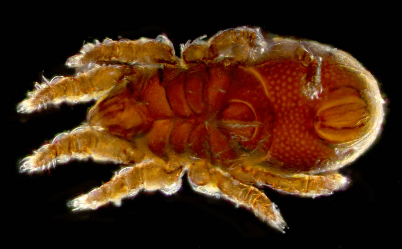 ツキノワダニ属の1種 （Nanhermannia sp.）