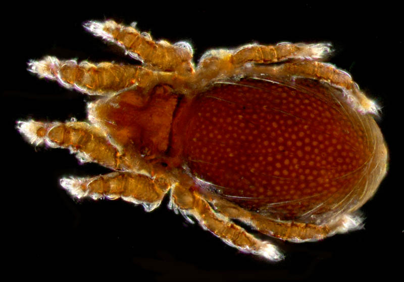 ツキノワダニ属の1種 （Nanhermannia sp.）