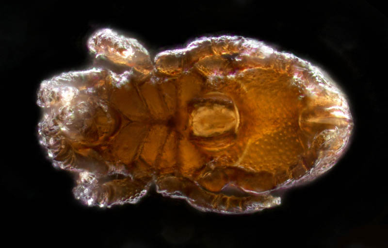 ツキノワダニ属の1種 （Nanhermannia sp.）