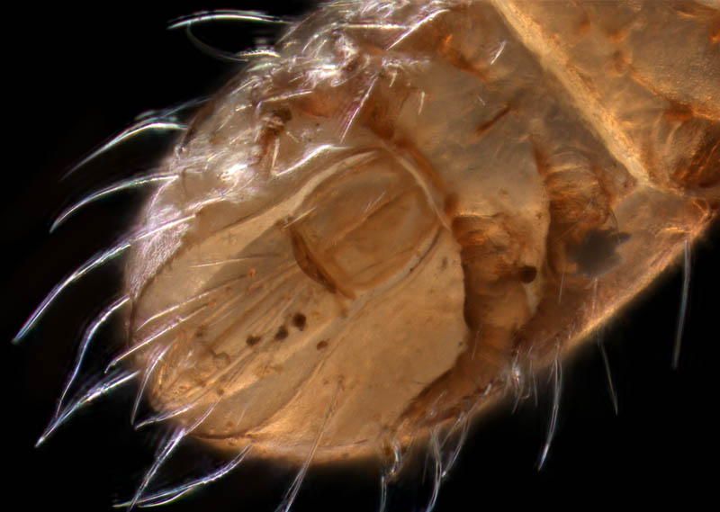 フトツツハラダニ属の1種 (Mixacarus sp.)