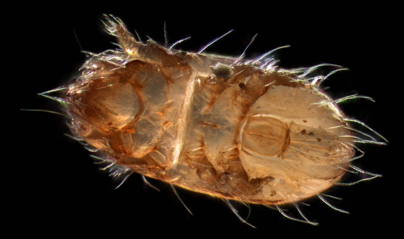フトツツハラダニ属の1種 (Mixacarus sp.)