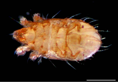 フトツツハラダニ属の1種 (Mixacarus sp.)