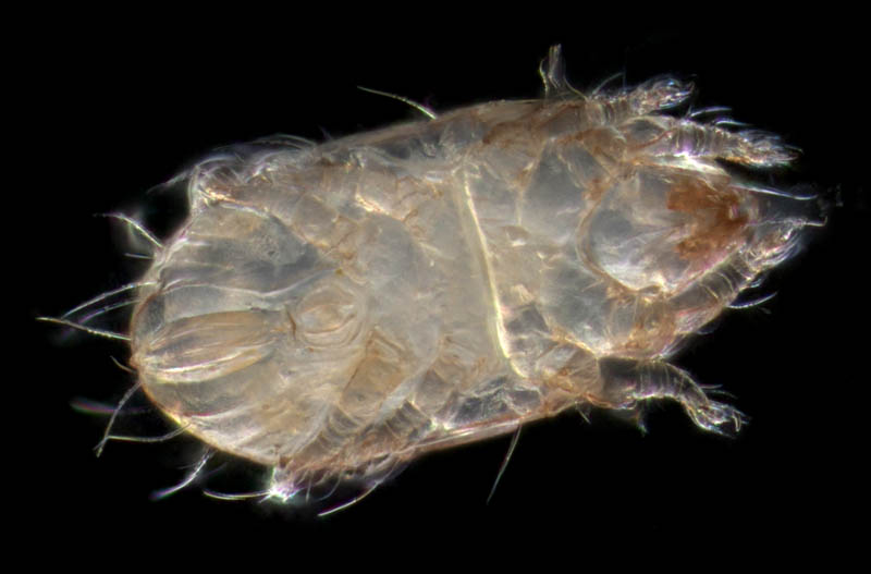 フトツツハラダニ属の1種 (Mixacarus sp.)