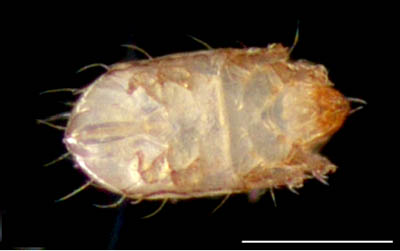 フトツツハラダニ属の1種 (Mixacarus sp.)