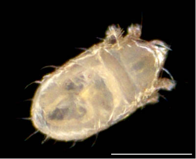 フトツツハラダニ属の1種 (Mixacarus sp.)