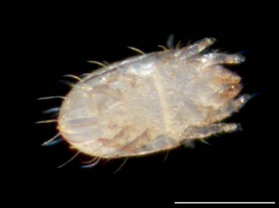 フトツツハラダニ属の1種 (Mixacarus sp.)
