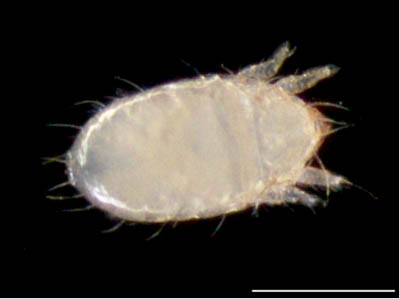 フトツツハラダニ属の1種 (Mixacarus sp.)