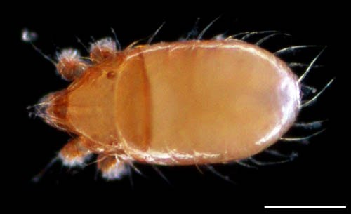 フトツツハラダニ属の1種 (Mixacarus sp.)