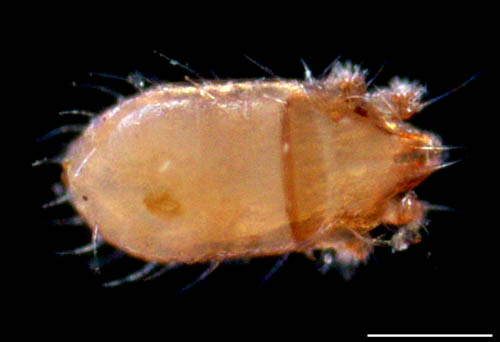 フトツツハラダニ属の1種 (Mixacarus sp.)