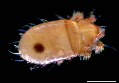 フトツツハラダニ属の1種 (Mixacarus sp.)