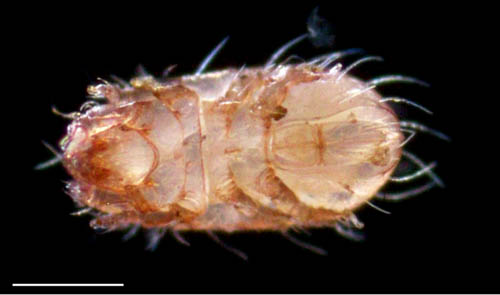 フトツツハラダニ属の1種 (Mixacarus sp.)