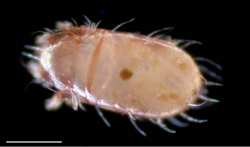 フトツツハラダニ属の1種 (Mixacarus sp.)