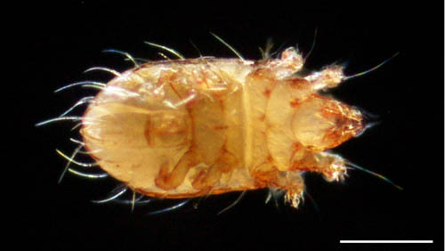 フトツツハラダニ属の1種 (Mixacarus sp.)