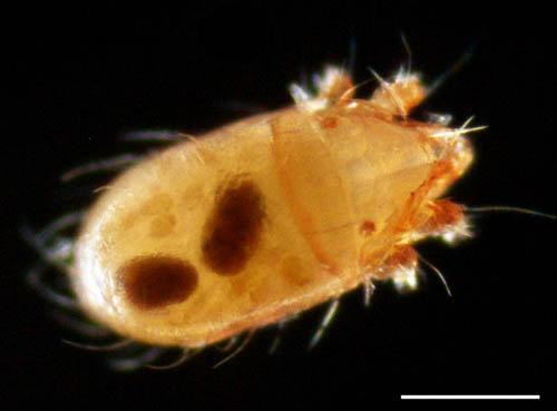 フトツツハラダニ属の1種 (Mixacarus sp.)