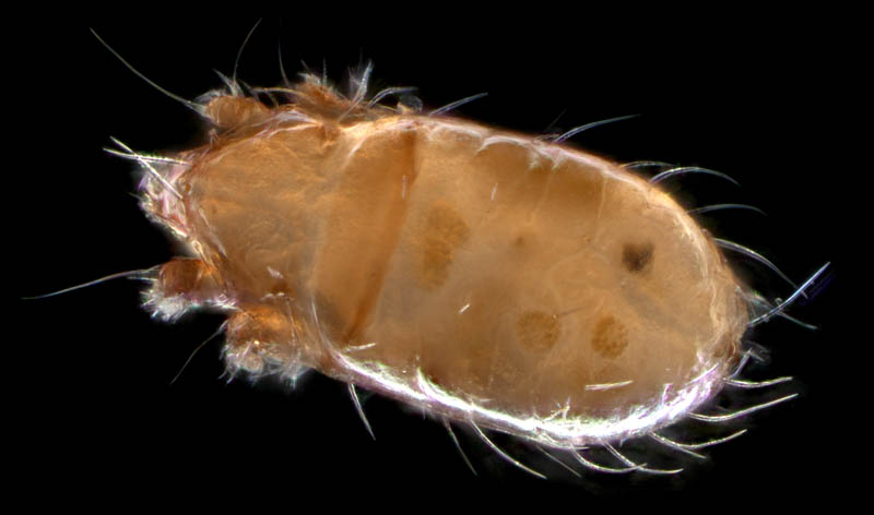 フトツツハラダニ属の1種 (Mixacarus sp.)