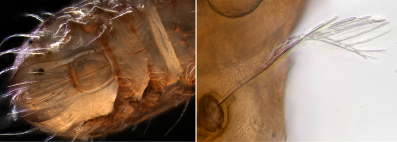フトツツハラダニ属の1種 (Mixacarus sp.)