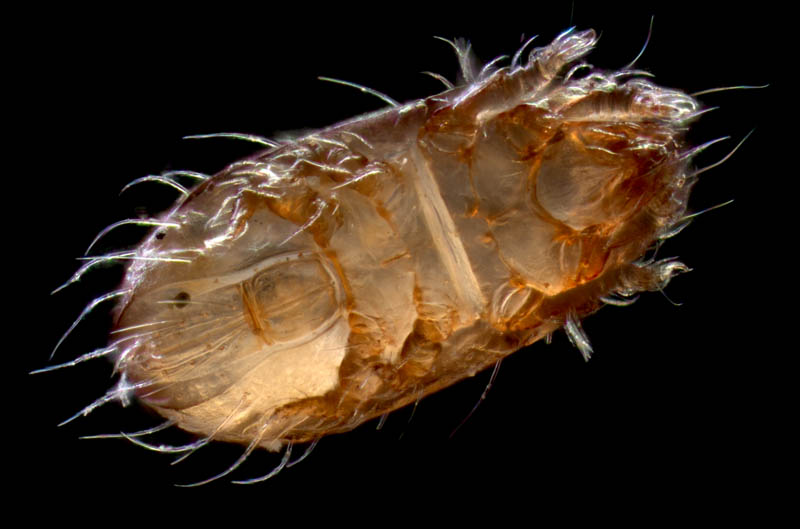 フトツツハラダニ属の1種 (Mixacarus sp.)