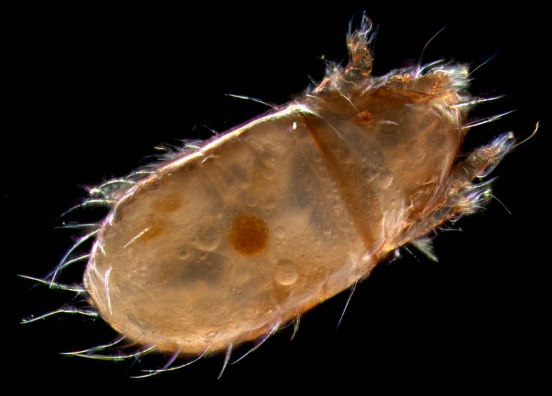 フトツツハラダニ属の1種 (Mixacarus sp.)