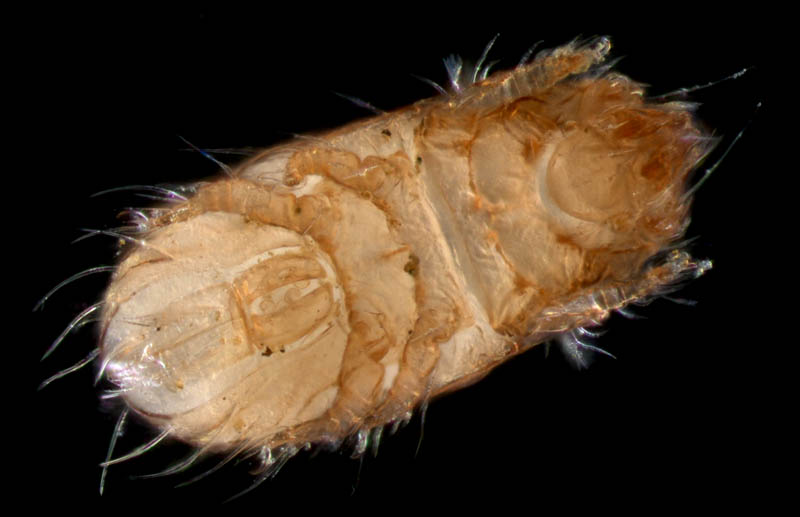 フトツツハラダニ属の1種 (Mixacarus sp.)