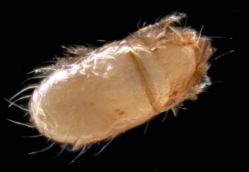 フトツツハラダニ属の1種 (Mixacarus sp.)