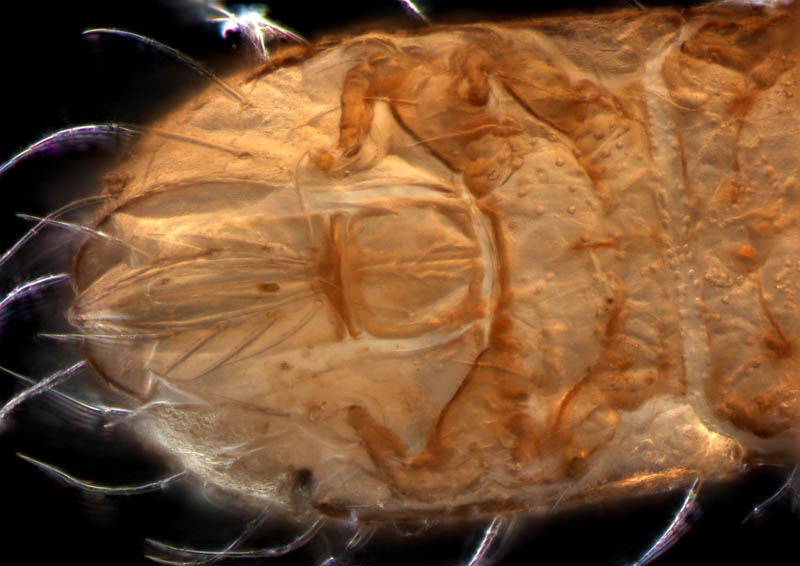 フトツツハラダニ属の1種 (Mixacarus sp.)