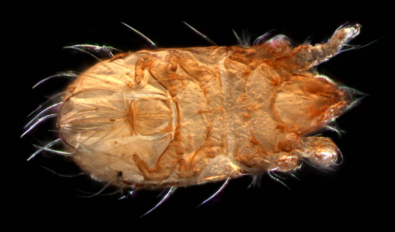 フトツツハラダニ属の1種 (Mixacarus sp.)