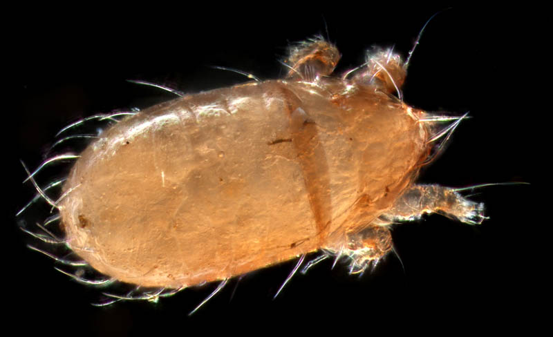 フトツツハラダニ属の1種 (Mixacarus sp.)