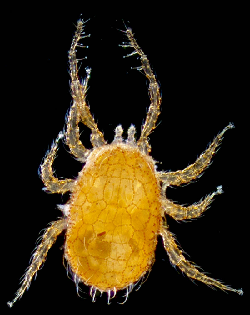 ヤマトユメダニ (Epicrius nemorosus)