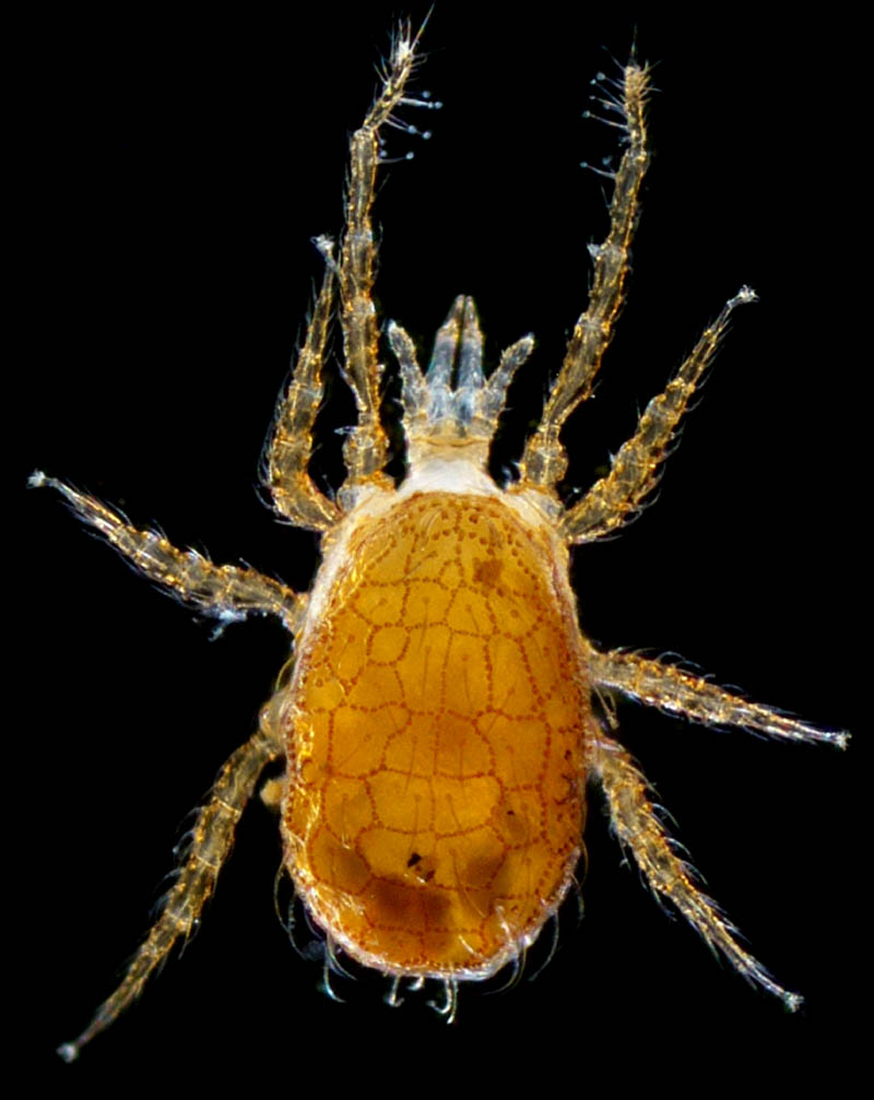 ヤマトユメダニ (Epicrius nemorosus)