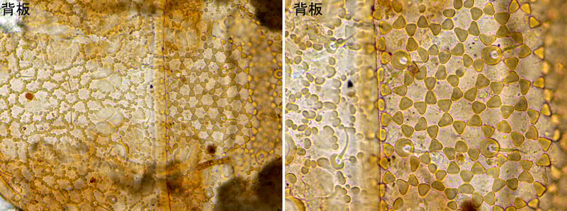 ホシモンマルノコダニ(Mixozercon stellifer)