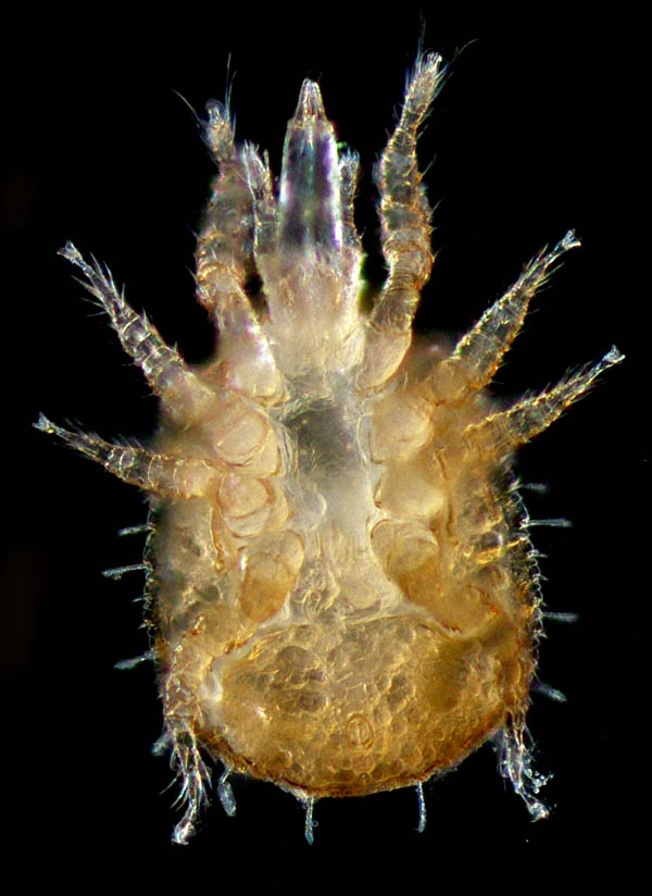 ホシモンマルノコダニ(Mixozercon stellifer)