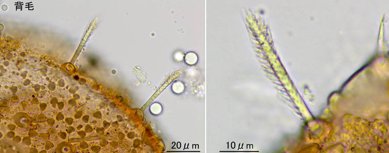 ホシモンマルノコダニ(Mixozercon stellifer)