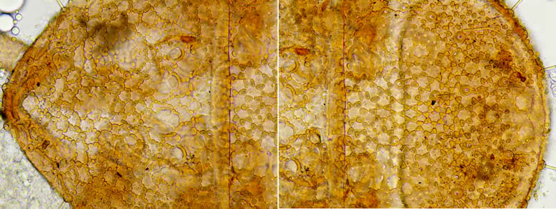 ホシモンマルノコダニ(Mixozercon stellifer)