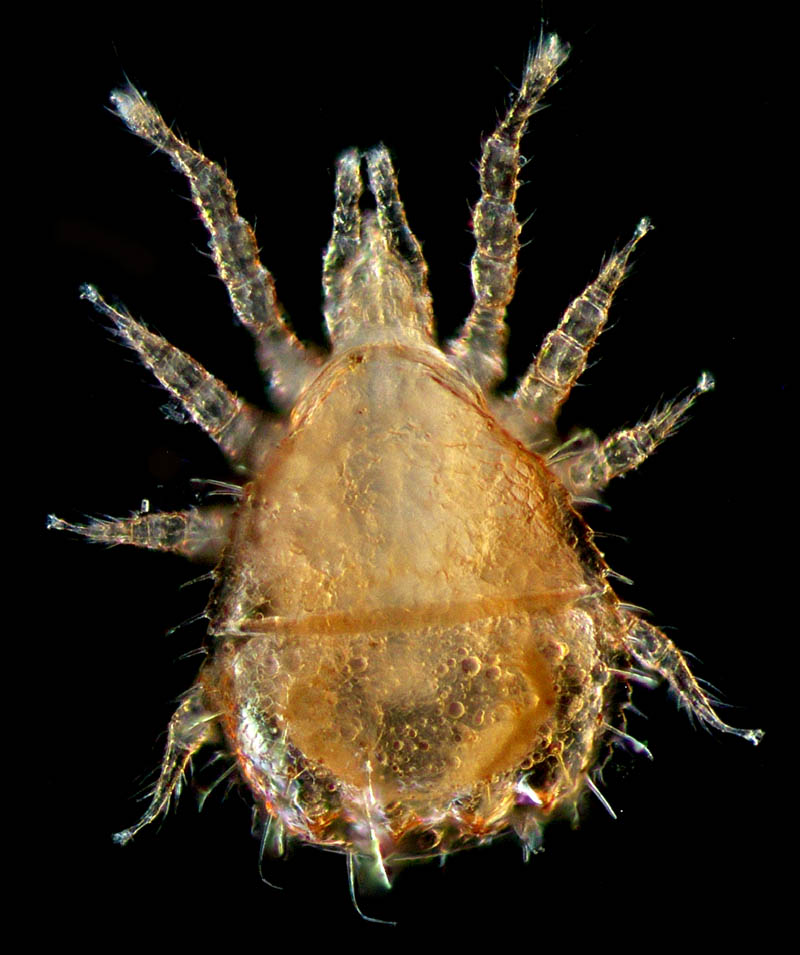 ホシモンマルノコダニ(Mixozercon stellifer)